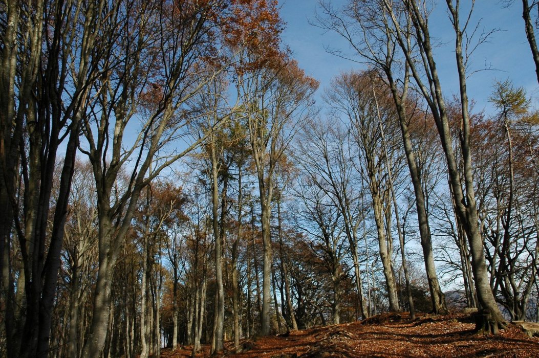 Parco Valentino al Monte Coltignone